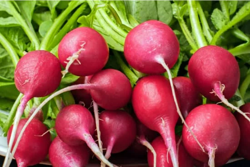 DO DEER EAT RADISHES