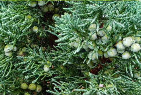 DO DEER EAT EASTERN RED CEDAR