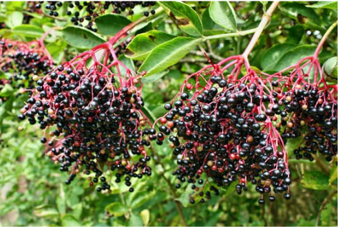 DO DEER EAT ELDERBERRY BUSHES?