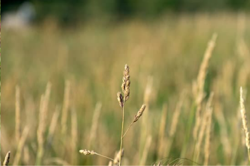 DO DEER EAT TIMOTHY HAY