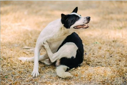 WILL BED BUGS BITE DOGS?	