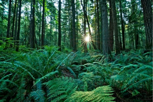 What Do Deer Eat In The Rainforest?