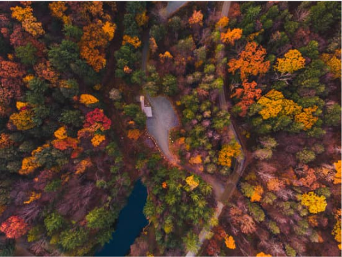 What Do Deer Eat In The Fall?