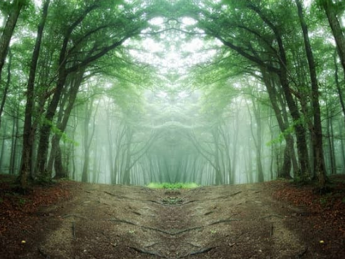 WHAT DO DEER EAT IN THE FOREST?
