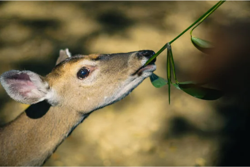 WHAT DO DEER EAT?