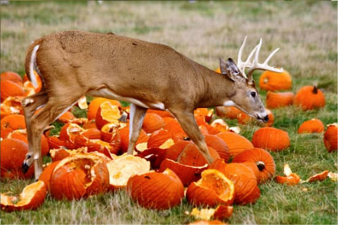 Can You Eat Pumpkin Leaves?