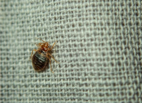 HOW LONG DO BED BUG EGGS LIVE?