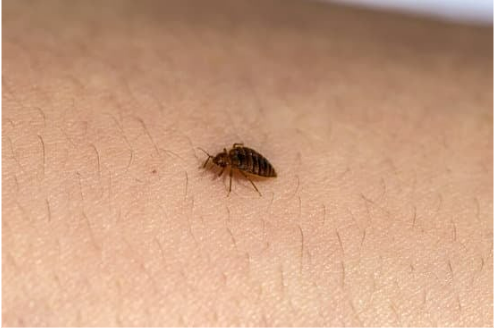 HOW LONG DO BED BUGS STAY DORMANT?