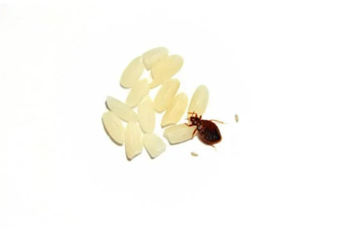 ARE BED BUGS EGGS VISIBLE?