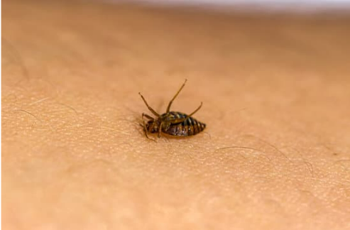 HOW DO YOU CHECK YOUR HOME FOR BED BUGS?