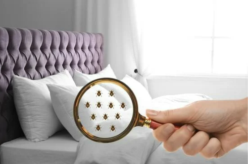DO BED BUGS SPREAD QUICKLY?