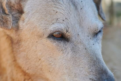 ARE FLEAS VISIBLE?