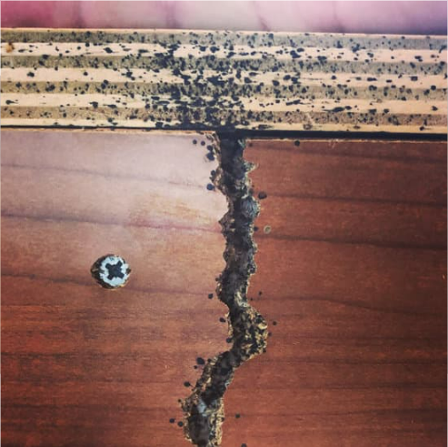 CAN ONE BED BUG MULTIPLY?