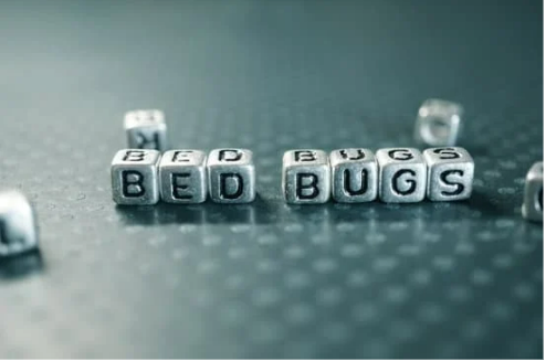 DO BED BUGS CRAWL ON YOU DURING THE DAY?