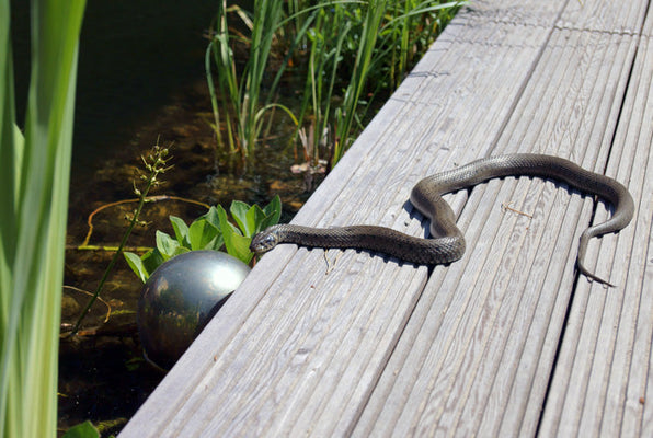 4 Natural Snake Deterrent Spray Recipes