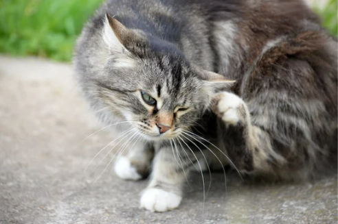 CAT FLEA BITES