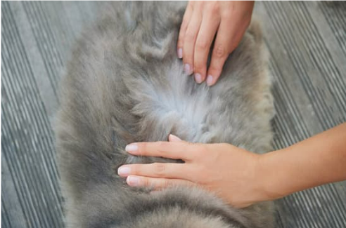 FLEA BITES ON CATS