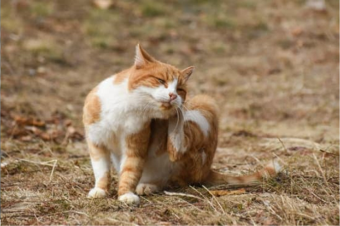 7 HOME REMEDIES FOR FLEAS ON CATS