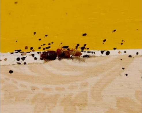 LOOKING FOR SIGNS OF BED BUGS