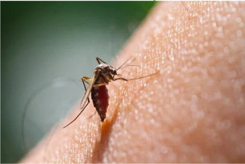 BED BUG BITE VS MOSQUITO BITE