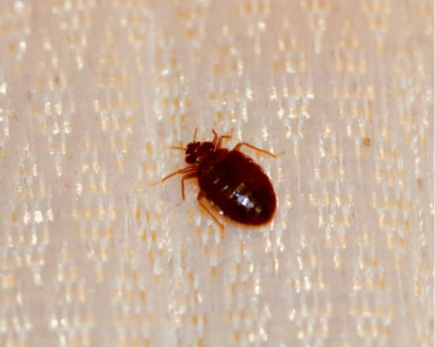CAN BEDBUGS FLY?