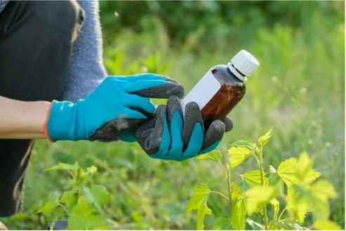 INSECTICIDES ARE BECOMING LESS EFFECTIVE ON BEDBUGS