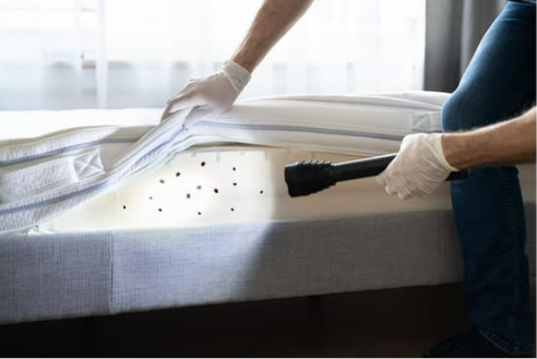 Bed Bug Bites and Their Control