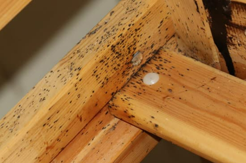 SIGNS YOUR ROOM HAS BED BUGS