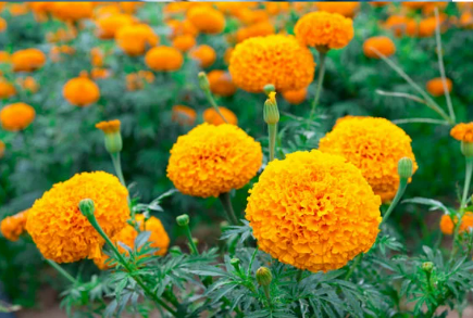 Plants the best snake deterrent - Nature's MACE