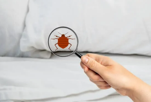 BED BUG INFORMATION SHEET﻿