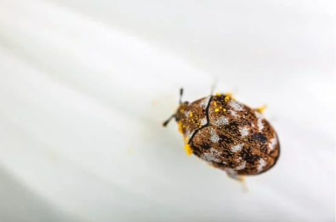 IS IT REALLY A BED BUG? BUGS THAT RESEMBLE BED BUGS