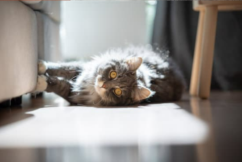 HOW TO PREVENT YOUR CAT FROM CLAWING AT YOUR LEATHER FURNITURE