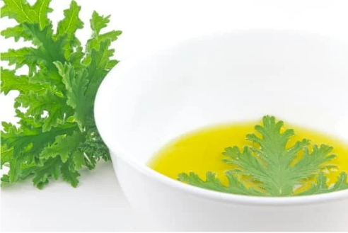 HOW TO REPEL MOSQUITOES WITH ESSENTIAL OIL