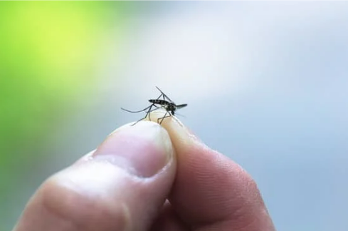 KEEP MOSQUITOES AWAY WITH MOSQUITO TRAPS