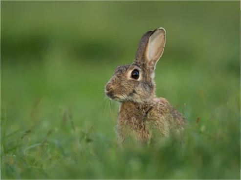 Getting rid of rabbits naturally