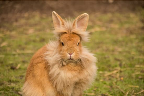 BEST RABBIT REPELLENT REVIEWS