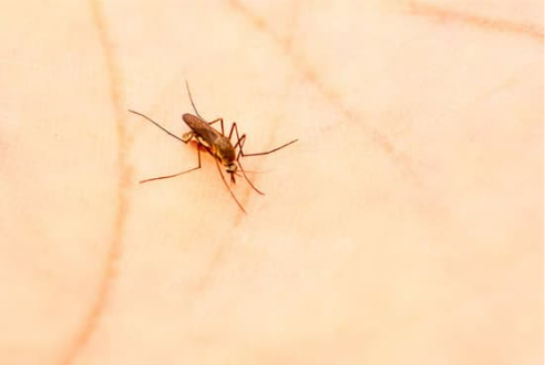 KILL MOSQUITOES WITHOUT SPENDING MUCH