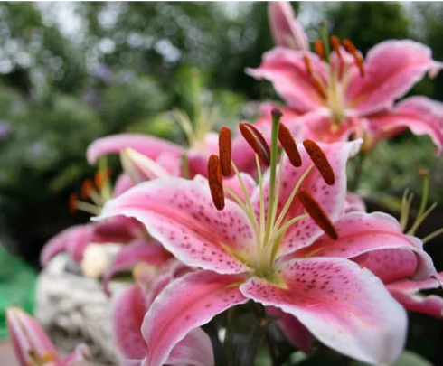 HERBS AND PLANTS THAT ARE TOXIC TO CATS