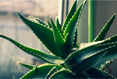 DANGEROUS HOUSEPLANTS FOR CATS.