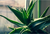 DANGEROUS HOUSEPLANTS FOR CATS.