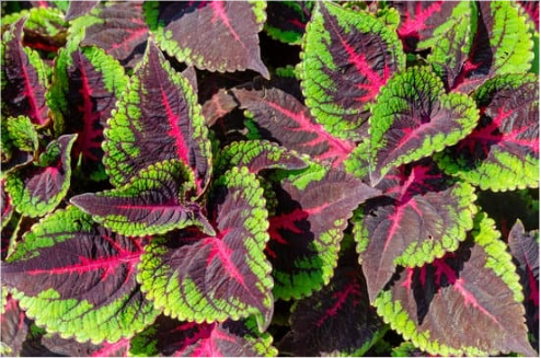 PLANTS THAT ARE USED TO REPEL CATS