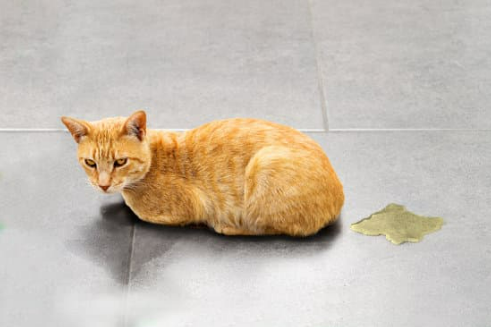 HOW TO LOCATE CAT URINE SPOTS