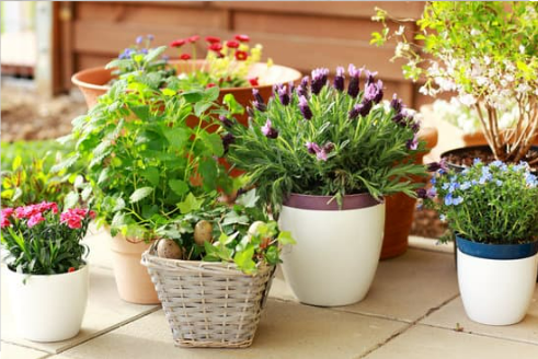 PREVENT CATS FROM URINATING IN POTTED PLANTS