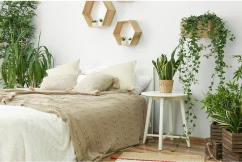 HOW TO CAT PROOF HOUSEPLANTS