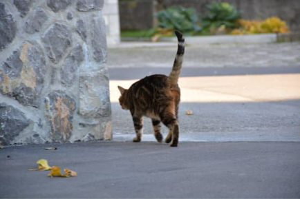 Using a DIY cat away spray to kick strays out of your yard