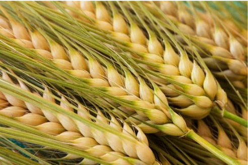 TIPS FOR USING NATURAL CAT REPELLENT