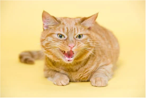 WHY CATS HISS RANDOMLY AT A PERSON