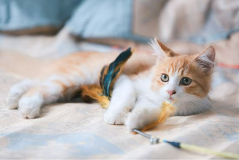 TECHNIQUES TO STOP CATS FROM SPRAYING