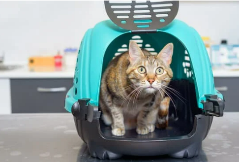 OVERVIEW OF TNR PROJECT