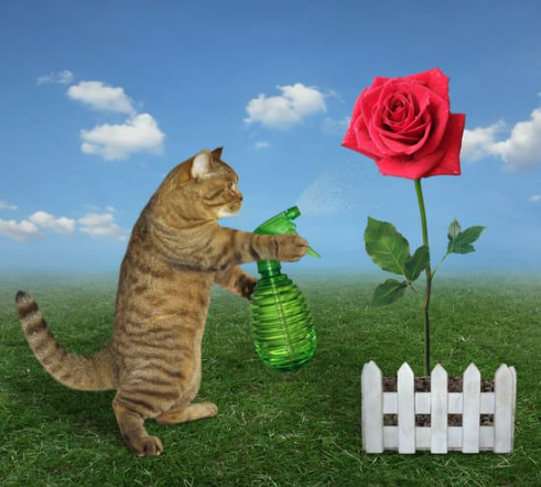 5 WAYS YOU CAN DISCOURAGE YOUR CAT FROM SPRAYING